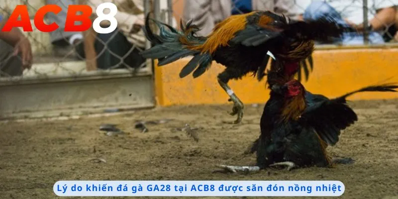 Lý do được săn đón nồng nhiệt