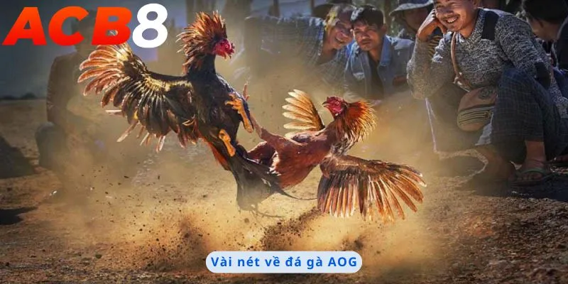 Vài nét về đá gà AOG