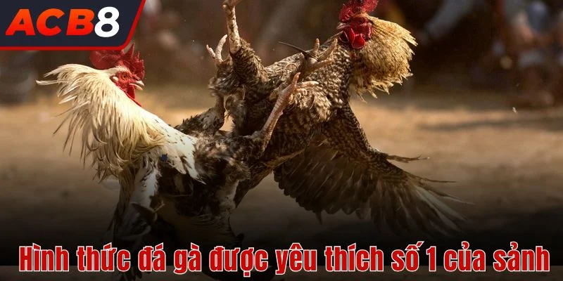 Đá Gà 3 Hình thức đá gà được yêu thích số 1 của sảnh