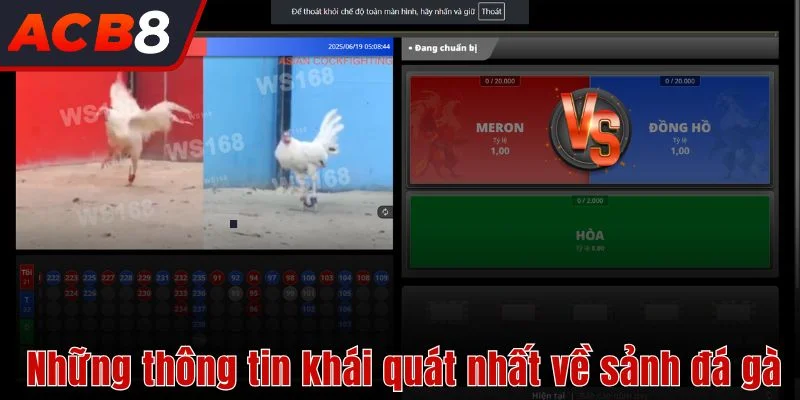 Đá Gà 1 Những thông tin khái quát nhất về sảnh đá gà